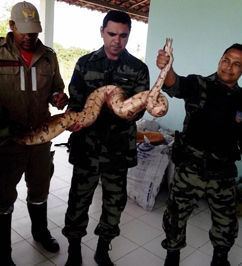 Cobra De Mais De Metros Capturada Dentro De Casa De Idosa Alagoas