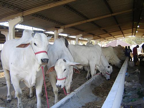 Animais em exposição na Expoagro