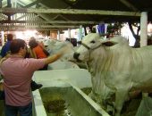 Exposições de animais atraem grande público