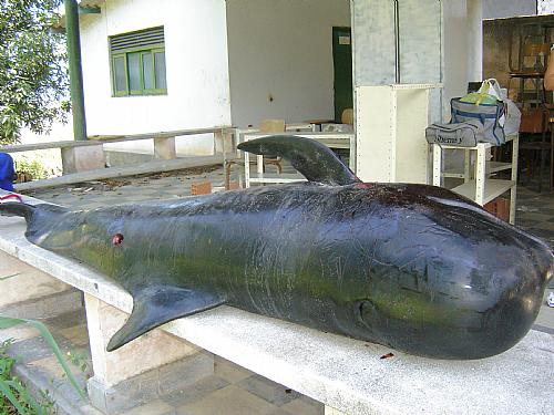 Baleia foi encontrada por ambientalistas de Marechal Deodoro