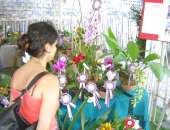 Turistas visitam a exposição de orquídeas