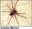 Aranha Marron é espécie pequena encontrada principalmente no Sul