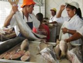 Pescadores dizem que procura por peixe aumentou em relação ao ano passado