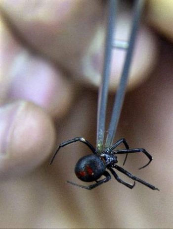 Cientista chileno mostra espécie de aranha-negra, cujo veneno pode funcionar como contraceptivo