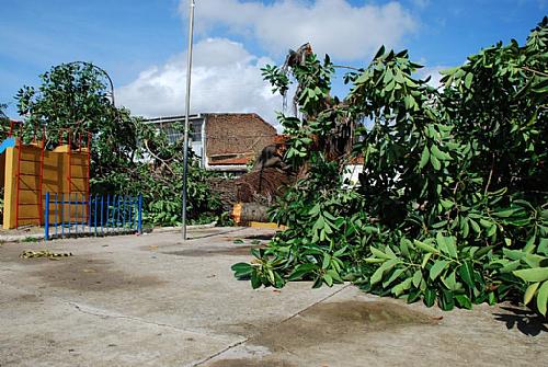 Árvore de mais de 40 anos cai e assusta moradores de Cruz das Almas