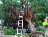 Árvore cai em cima de caminhonete na Hélio Pradines