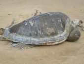 Tartaruga de aproximadamente 15kg estava morta