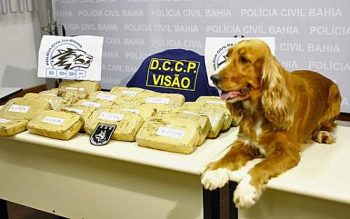 Cadela Fani ajudou a polícia a encontrar droga em veículo na Bahia