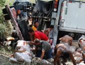 Populares saqueiam carga de frango de carreta que tombou na BR 101