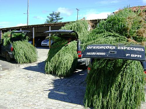 Foram apreendidos cerca de 10 mil pés de maconha