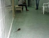 Rato foi morto por parentes de pacientes que estavam internados na unidade
