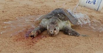 Animal terá casco destruído e será enterrado na areia