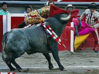 Touro atinge toureiro espanhol José Tomás, durante exibição no México