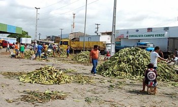 Mão de milho está sendo comercializada a R$ 20,00