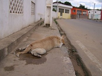 Animais morreram sangrando pela boca