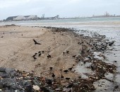 Muito lixo e urubus na região do Salgadinho, na Praia da Avenida