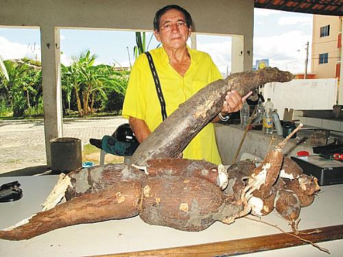 CHICO DO DETRAN ficou feliz ao colher a mandioca de quase 30 quilos e 3,5 metros de comprimento