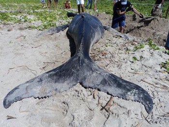 Baleia Jubarte encalhou na praia do Morro de Camaragibe