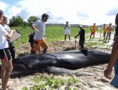 Baleia Jubarte encalhou na praia do Morro de Camaragibe