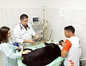 VETERINÁRIOS Carla Patrícia e Lúcio Bouty realizam sessão simulada de hemodiálise