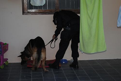 Cães farejadores do Bope ajudaram na busca por drogas
