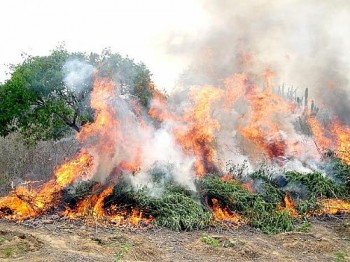 Plantio de maconha foi destruído em Pernambuco