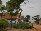 Galhos da árvore caíram em cima da rede elétrica durante a poda