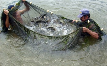 Seminário sobre Aquicultura vai destacar ações do segmento