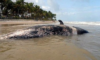 O animal, que mede aproximadamente 7 metros, pode ser uma Jubarte.