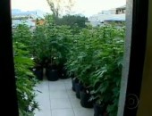 Planta era cultivada na varanda do apartamento e em um dos quartos