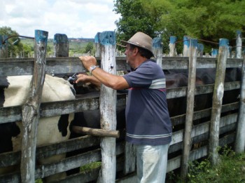 Vacinação visa acabar com a aftosa em território alagoano