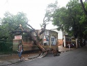 Árvore centenária caiu na Rua Augusta atingindo muro