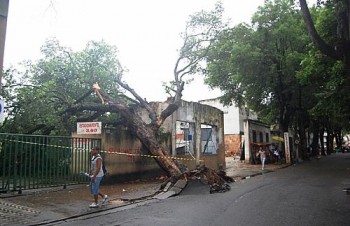 Segundo comerciantes, árvore ameaçava cair há tempos