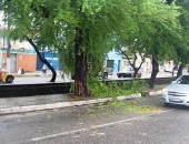 No bairro do Poço, outra árvore ameaça cair