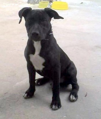 Pit bull Athos foi visto pela última vez no Pinheiro