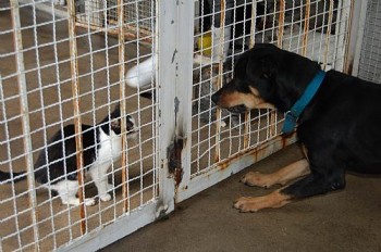 A feira de animais é uma forma de encontrar um novo lar