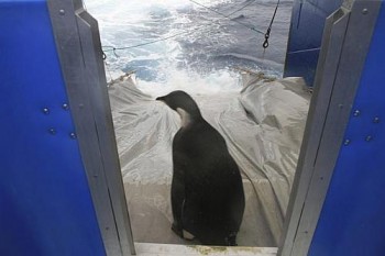 Pinguim-imperador que se tornou celebridade após aparecer em praia da Nova Zelândia