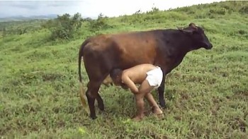 Vaca adota homem que finge ser bezerro no interior de AL