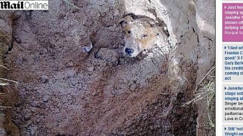 Cão foi enterrado vivo