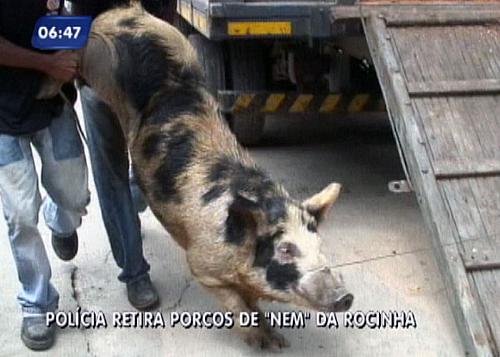 Policiais tiveram dificuldades para recolher os animais.