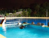 O espécime fêmea de orca batizado de Morgan é fotografado já sozinho em piscina do Loro Parque