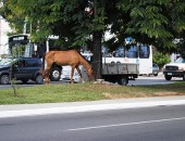 Cavalo amarrado no principal corredor de transporte, à revelia dos órgãos de segurança de trânsito