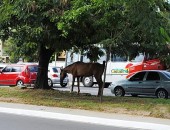 Animal - que apresenta sinais de maus-tratos - foi deixado preso à arvore em canteiro da Fernandes Lima