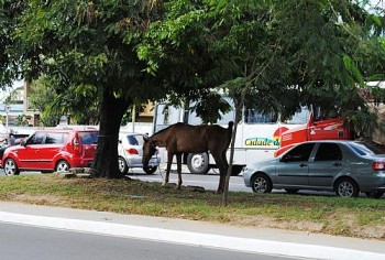 Cavalo amarrado no principal corredor de transporte, à revelia dos órgãos de segurança de trânsito