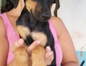 Dobe é uma mestiça de dobermann e tem dois meses