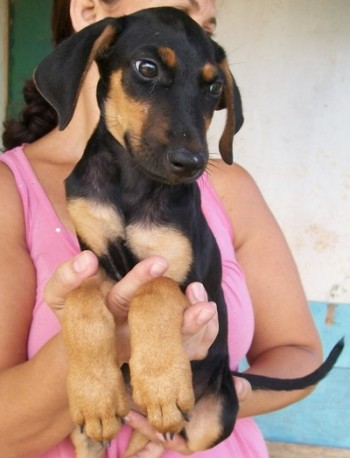 Cadela prenha precisa urgentemente de um lar