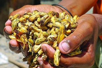 Pescadores e marisqueiras participam de feira em Maceió