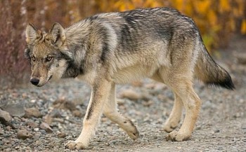 Lobos atacaram tratadora