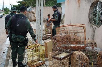 Segundo o BPA havia mais de 200 pássaros em cativeiro