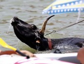 Touros e foliões se jogam no mar em festival na Espanha